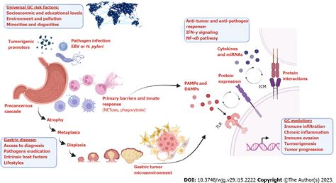 Immunity and Tummy.